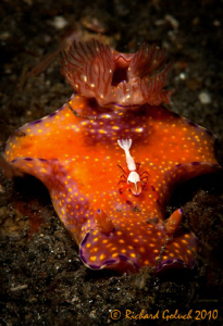 "The Cowboy" Emperor Shrimp riding on the back of Kangaro... by Richard Goluch 